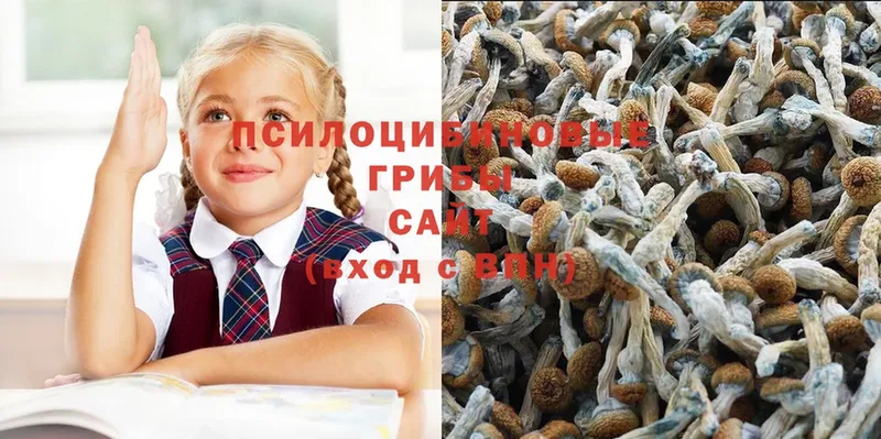 Галлюциногенные грибы Psilocybine cubensis  Абинск 